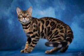 Chatons de race Bengal à vendre chez l'éleveur CASANOVA ANNE