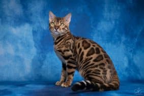 Chatons de race Bengal à vendre chez l'éleveur CASANOVA ANNE