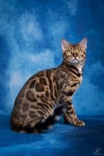 Chatons de race Bengal à vendre chez l'éleveur CASANOVA ANNE