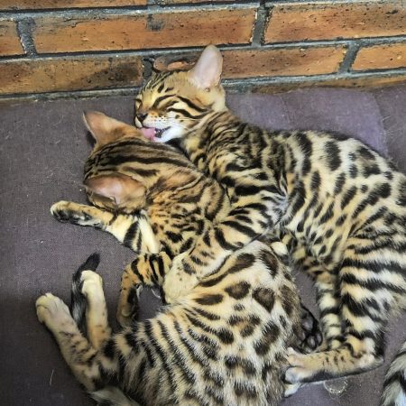 Image de la portée de chaton de l'élévage L ANGE BLEUTE