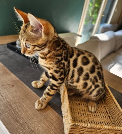 Image de la portée de chaton de l'élévage L ANGE BLEUTE