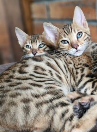 Image de la portée de chaton de l'élévage L ANGE BLEUTE