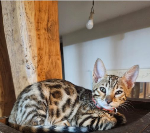 Image de la portée de chaton de l'élévage L ANGE BLEUTE