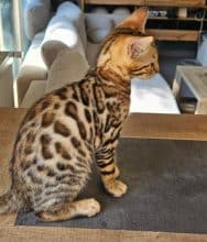 Chatons de race Bengal à vendre chez l'éleveur L ANGE BLEUTE