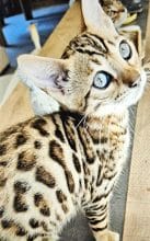 Chatons de race Bengal à vendre chez l'éleveur L ANGE BLEUTE