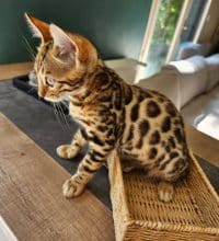 Chatons de race Bengal à vendre chez l'éleveur L ANGE BLEUTE