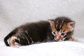 Chatons de race Bengal à vendre chez l'éleveur felix-felicis