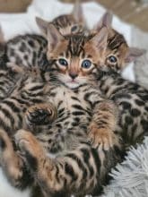 Chatons d'apparence Bengal à vendre chez l'éleveur L ANGE BLEUTE