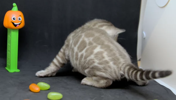 Image de la portée de chaton de l'élévage DJUST BENGAL