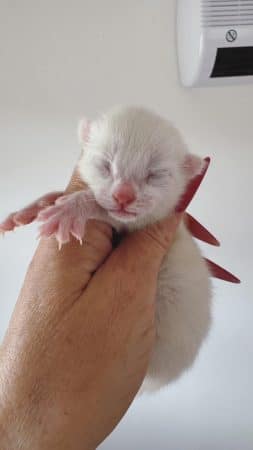 Image de la portée de chaton de l'élévage MME FROGE CINDY