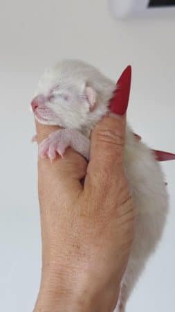 Image de la portée de chaton de l'élévage MME FROGE CINDY