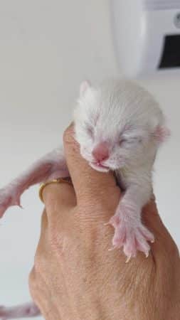 Image de la portée de chaton de l'élévage MME FROGE CINDY