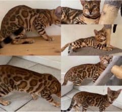 Chatons de race Bengal à vendre chez l'éleveur MME FROGE CINDY