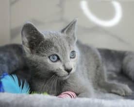 Chatons de race Bleu Russe à vendre chez l'éleveur ELITE CANIN