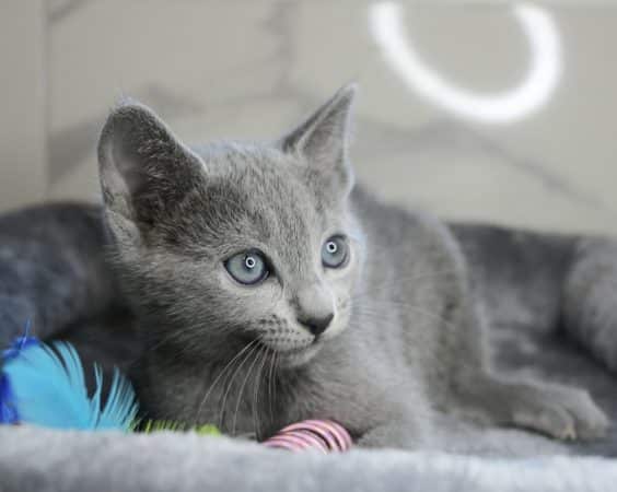 Image de la portée de chaton de l'élévage ELITE CANIN