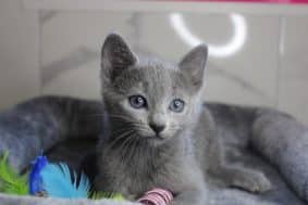 Chatons de race Bleu Russe à vendre chez l'éleveur ELITE CANIN