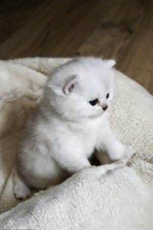 Image de la portée de chaton de l'élévage LA CHATTERIE DU LAURAGAIS