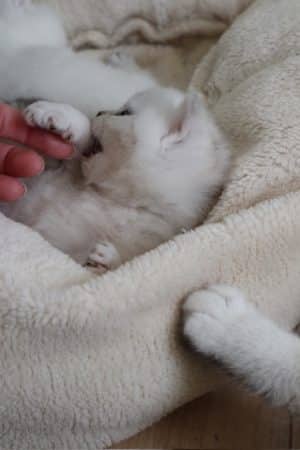 Image de la portée de chaton de l'élévage LA CHATTERIE DU LAURAGAIS