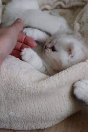 Image de la portée de chaton de l'élévage LA CHATTERIE DU LAURAGAIS