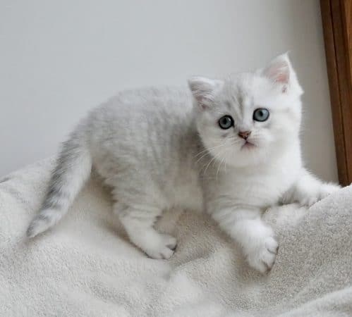 Image de la portée de chaton de l'élévage SALASSA CARINE