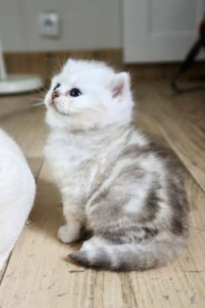 Image de la portée de chaton de l'élévage LA CHATTERIE DU LAURAGAIS