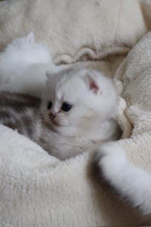 Image de la portée de chaton de l'élévage LA CHATTERIE DU LAURAGAIS