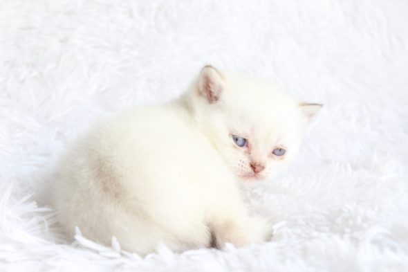 Image de la portée de chaton de l'élévage LES INFINY CHESHIRE