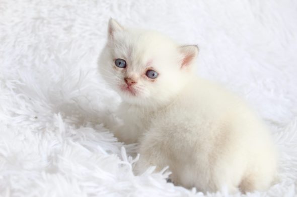 Image de la portée de chaton de l'élévage LES INFINY CHESHIRE