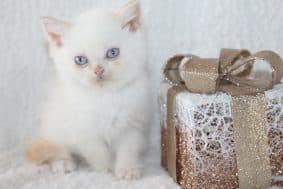 Chatons de race British shorthair à vendre chez l'éleveur LES INFINY CHESHIRE