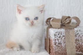 Chatons de race British shorthair à vendre chez l'éleveur LES INFINY CHESHIRE