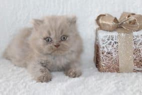 Chatons de race British shorthair à vendre chez l'éleveur LES INFINY CHESHIRE