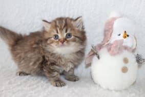 Chatons de race British shorthair à vendre chez l'éleveur LES INFINY CHESHIRE