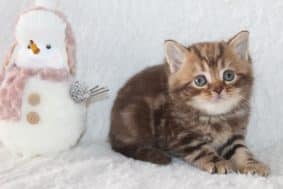 Chatons de race British shorthair à vendre chez l'éleveur LES INFINY CHESHIRE