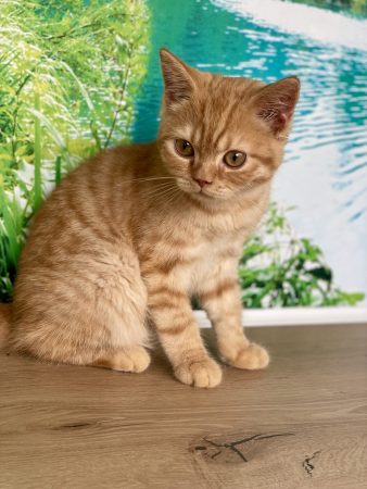 Image de la portée de chaton de l'élévage ELEVAGE DU DOMAINE DE JADE