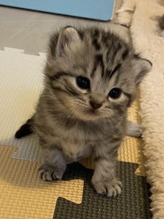 Image de la portée de chaton de l'élévage GLACHANT VALERIE