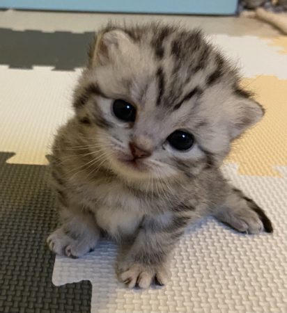 Image de la portée de chaton de l'élévage GLACHANT VALERIE