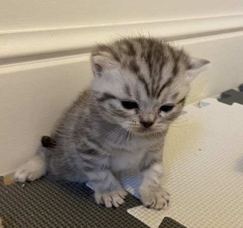 Image de la portée de chaton de l'élévage GLACHANT VALERIE