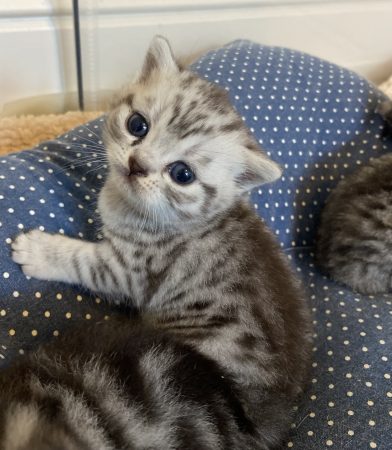 Image de la portée de chaton de l'élévage GLACHANT VALERIE