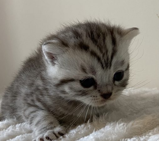 Image de la portée de chaton de l'élévage GLACHANT VALERIE