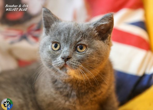 Image de la portée de chaton de l'élévage DES TERRES DE LA SERPENTERIE