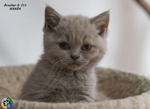 Image de la portée de chaton de l'élévage DES TERRES DE LA SERPENTERIE