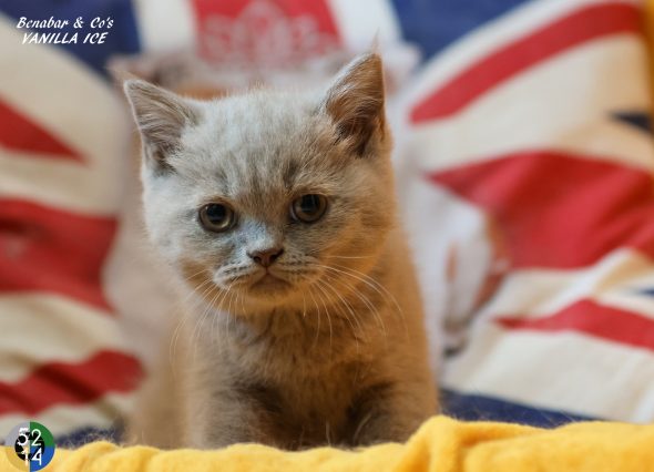 Image de la portée de chaton de l'élévage DES TERRES DE LA SERPENTERIE