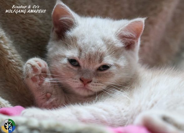 Image de la portée de chaton de l'élévage DES TERRES DE LA SERPENTERIE