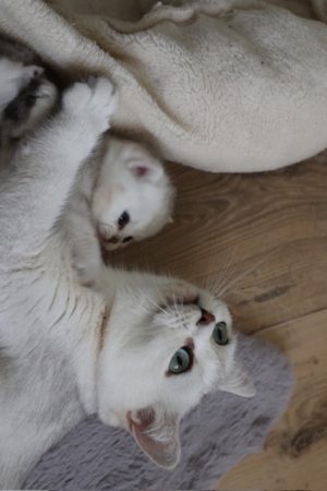 Image de la portée de chaton de l'élévage LA CHATTERIE DU LAURAGAIS