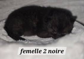 Chatons de race British shorthair à vendre chez l'éleveur NONACPARADISE