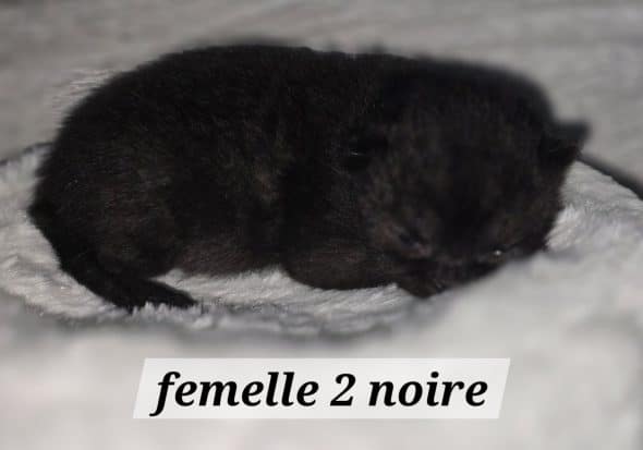 Image de la portée de chaton de l'élévage NONACPARADISE