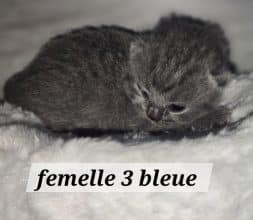 Chatons de race British shorthair à vendre chez l'éleveur NONACPARADISE