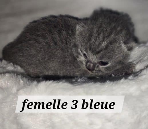 Image de la portée de chaton de l'élévage NONACPARADISE