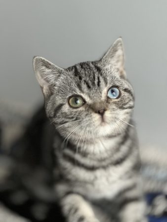 Image de la portée de chaton de l'élévage CARBIN