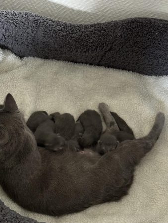 Image de la portée de chaton de l'élévage DU BLEU ABSOLU